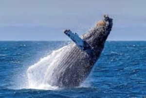 Puerto Plata: Whale Watching & Bacardi Island Day Trip