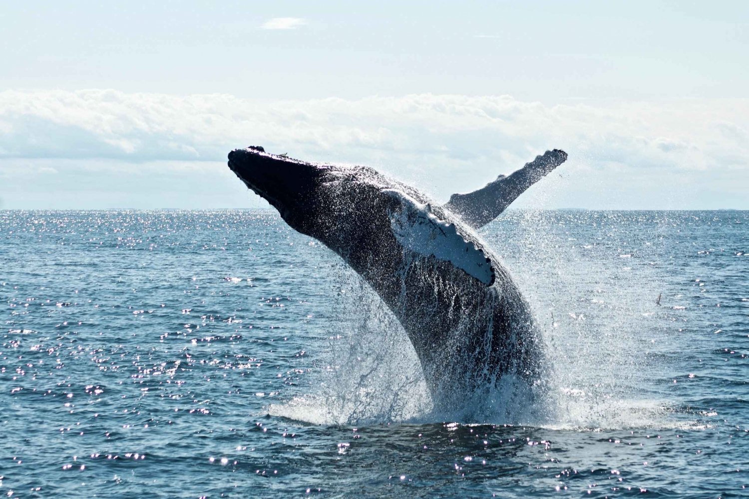 Puerto Plata:Avistamiento de Ballenas+Cayo Levantado c/ Almuerzo Incluido