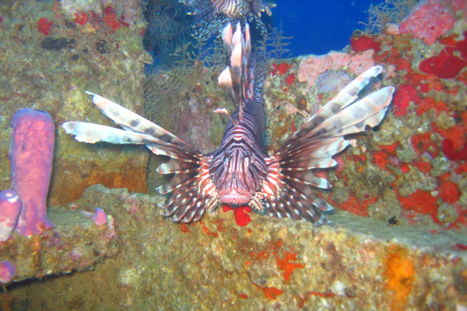 Punta Cana: viagem de mergulho com 2 tanques para mergulhadores certificados