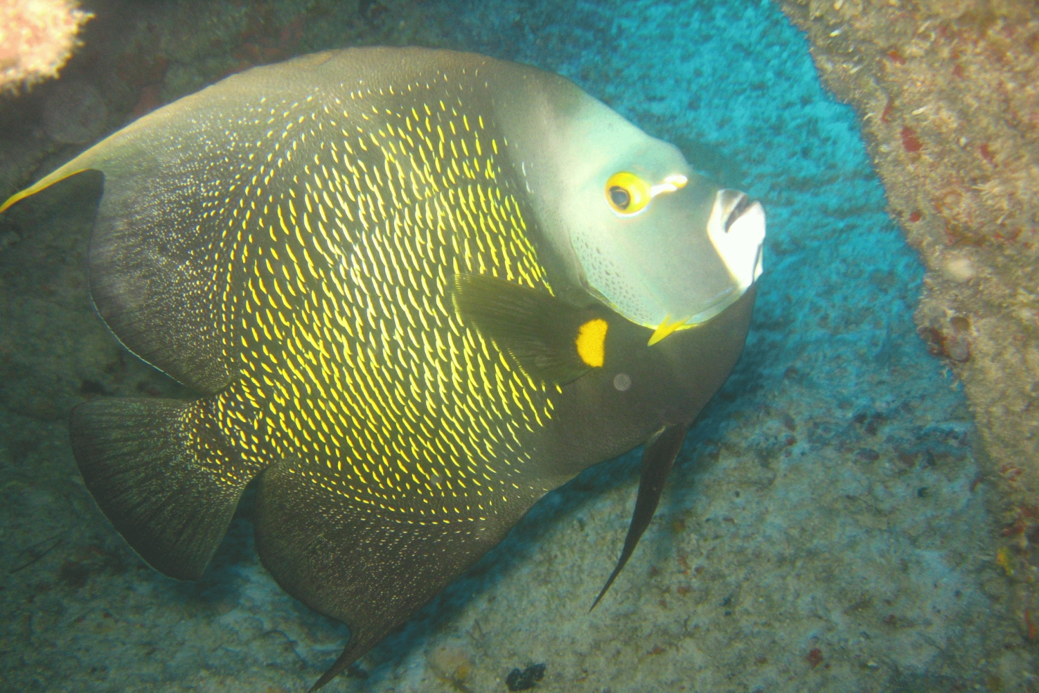 Punta Cana: viagem de mergulho com 2 tanques para mergulhadores certificados