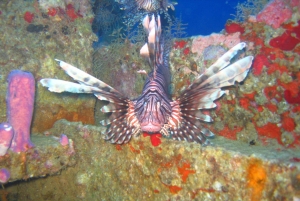 Punta Cana: viagem de mergulho com 2 tanques para mergulhadores certificados