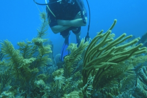 Punta Cana: viagem de mergulho com 2 tanques para mergulhadores certificados