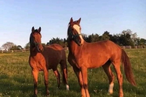 Punta Cana a Caballo : Tour guidé avec transport inclus