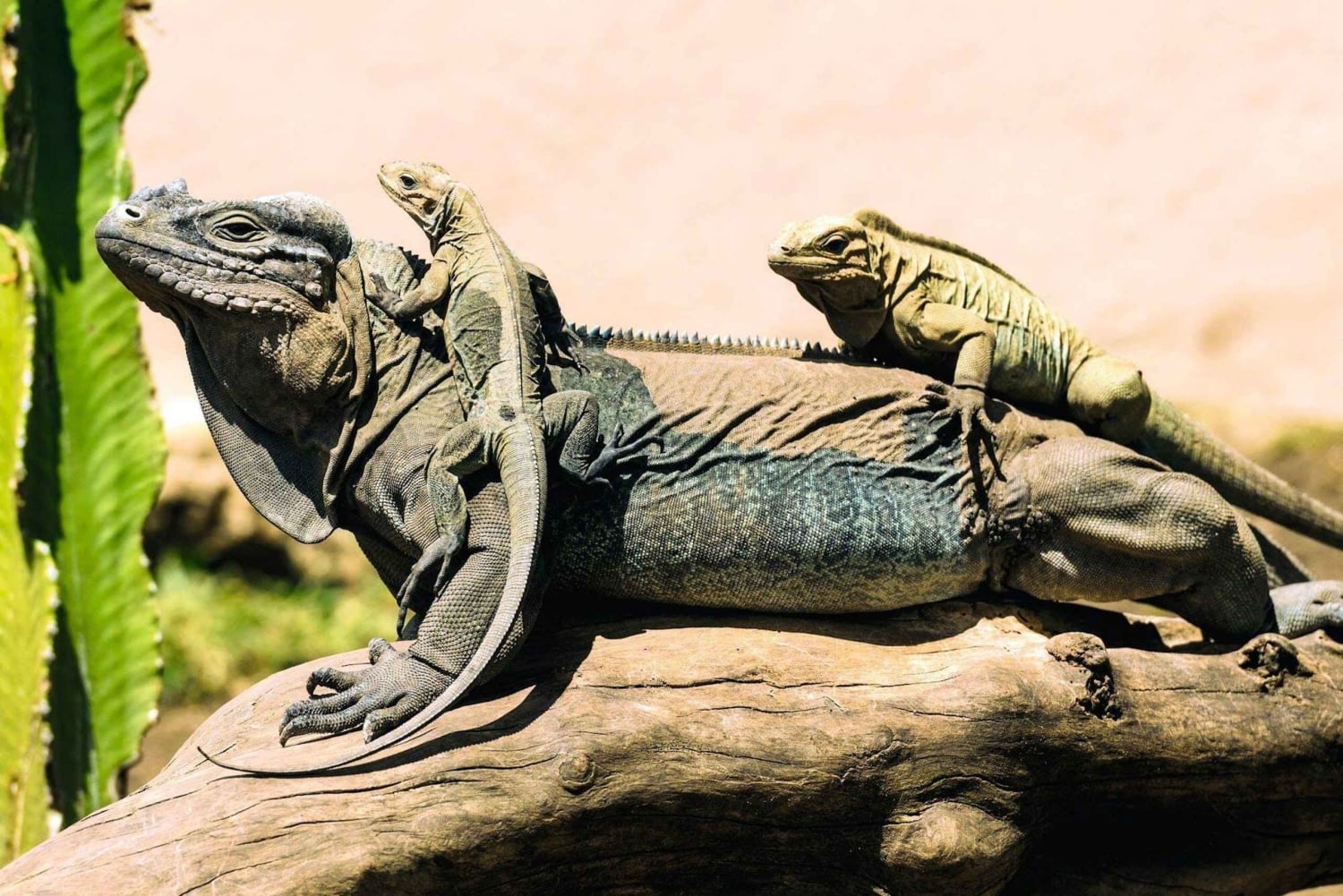 Пунта-Кана: пешеходная экскурсия по горам Анамайя с дегустацией