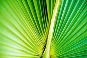 Punta Cana: Rundgang durch die Anamaya-Berge mit Verkostung