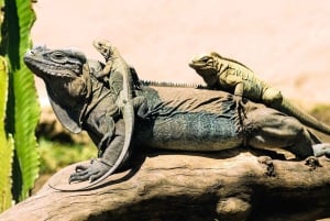 Пунта-Кана: пешеходная экскурсия по горам Анамайя с дегустацией