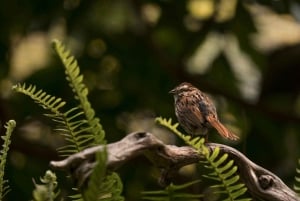 Пунта-Кана: пешеходная экскурсия по горам Анамайя с дегустацией