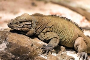 Пунта-Кана: пешеходная экскурсия по горам Анамайя с дегустацией