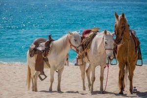Punta Cana Beach Horseback Riding Tour