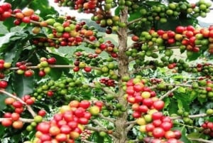 Punta Cana: Buggy Adventure with Macao Beach & Cave Swim