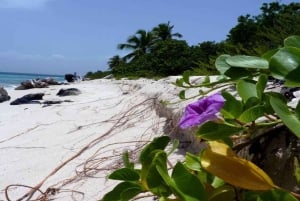 Punta Cana: Catalina Island Catamaran Cruise with Lunch