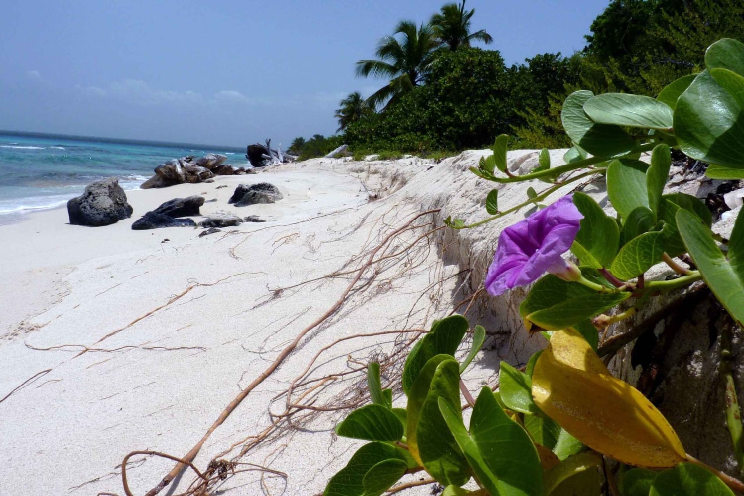Punta Cana: Cana Cana: Catalinan saari katamaraani, lounas ja snorklaus