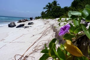 Punta Cana: Katamaran til Catalina Island, lunsj og snorkling