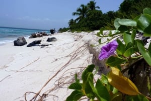 Punta Cana: Cana Cana: Catalinan saari katamaraani, lounas ja snorklaus