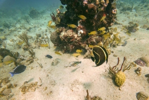 Punta Cana: Viagem de 1 dia privativa à Ilha Catalina com mergulho com snorkel