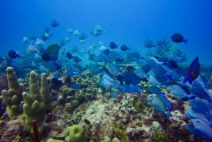 Punta Cana: Scuba Diving Adventure to Catalina Island