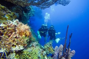 Punta Cana: Scuba Diving Adventure to Catalina Island