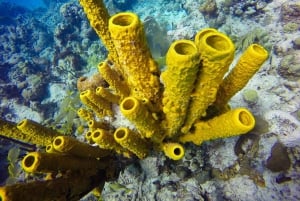 Punta Cana: Scuba Diving Adventure to Catalina Island