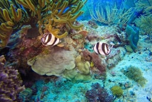 Punta Cana: Scuba Diving Adventure to Catalina Island