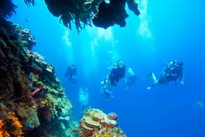 Punta Cana: Scuba Diving Adventure to Catalina Island