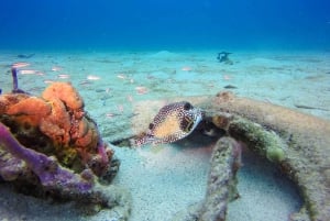 Punta Cana: Scuba Diving Adventure to Catalina Island