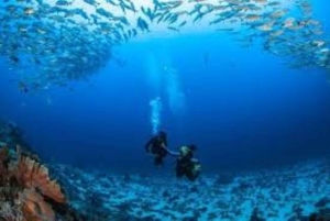 Punta Cana: Catalina Island Scuba Diving Day Trip