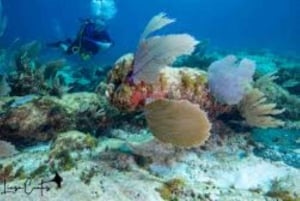 Punta Cana: Catalina Island Scuba Diving Day Trip