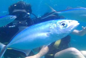 Punta Cana: Catalina Island Scuba Diving Day Trip