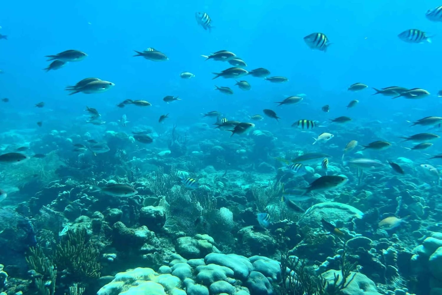 Punta Cana: snorkeling na wyspie Catalina z lunchem