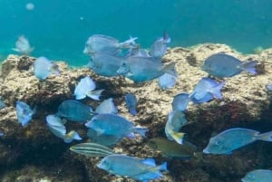 Punta Cana: excursión de snorkel a la isla Catalina con almuerzo