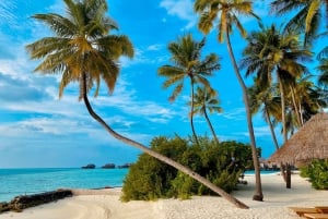 Il paradiso dei Caraibi: Esplora la magia dell'isola di Saona