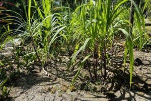 Punta Cana: Kahviplantaasi, suklaa ja sokeriruoko ...