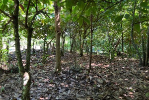 Punta Cana: koffieplantage, chocolade en suikerriet...