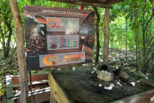 Punta Cana: Coffee Plantation, Chocolate, and Sugar Cane …