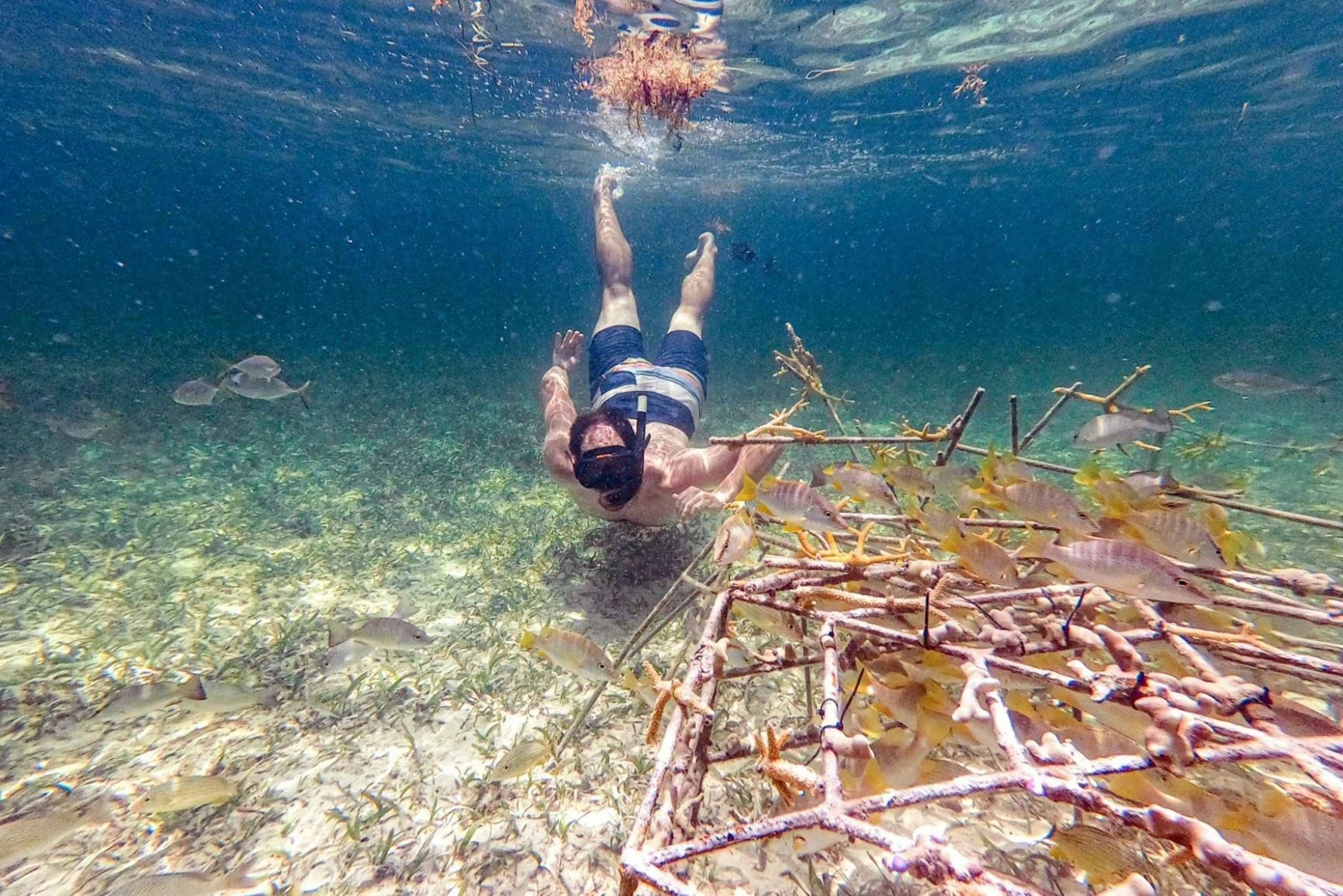 Experiencia de restauración de arrecifes de coral y snorkel en Punta Cana