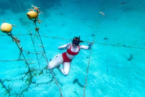 Experiencia de restauración de arrecifes de coral y snorkel en Punta Cana