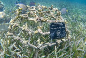 Experiencia de restauración de arrecifes de coral y snorkel en Punta Cana