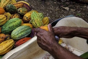 Punta Cana: Cultural Tour with Coffee Tasting, Cocoa & Lunch