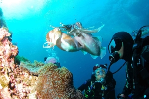 Punta Cana: Dive the Coral Paradise of Catalina Island