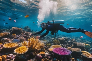 Punta Cana: Dive the Coral Paradise of Catalina Island
