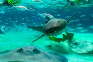 Punta Cana: Delfin-Aktionsprogramm