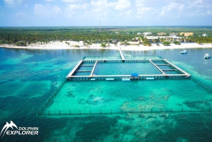 Punta Cana Dolphin Adventure: 40-Minute Interaction