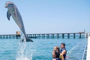 Punta Cana Dolphin Adventure: 40-Minute Interaction