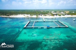 Punta Cana Dolphin Experience: 50 Minutes of Water Fun