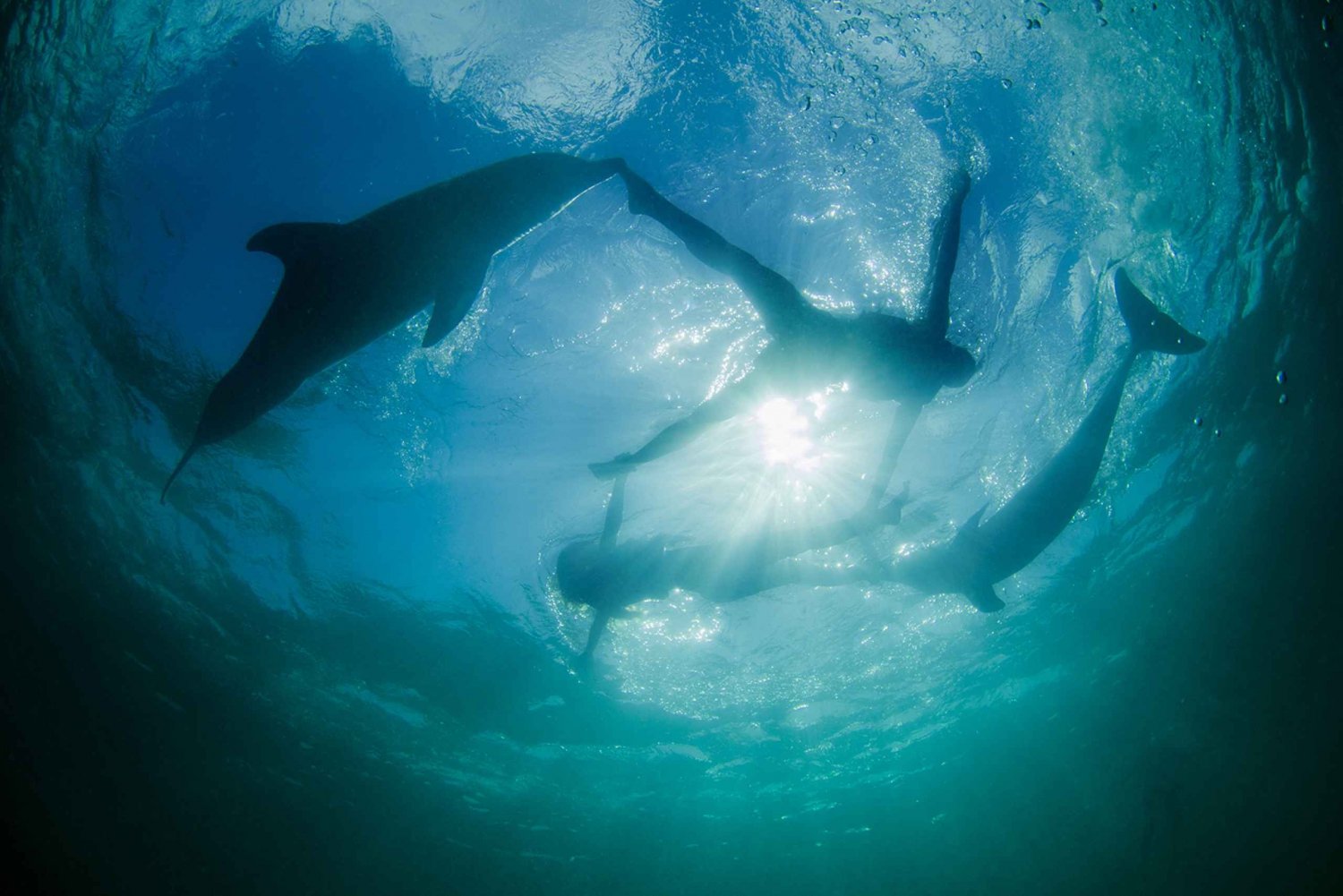 Punta Cana: Dolphin Experience in the Sea