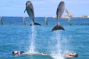 Punta Cana: Dolphin Experience in the Sea
