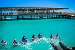 Punta Cana: Adgang til Dolphin Explorer Park, svømning eller møde med delfiner