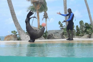 Punta Cana: Dolphin Explorer Park Entry, Swim, or Encounter