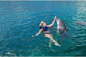 Punta Cana: Dolphin Explorer Svømning og møder ,Indgang