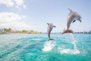 Punta Cana: Dolphin Explorer Swims and Interactions